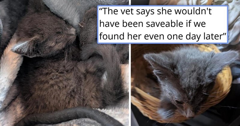 "The vet says she wouldn't have been saveable if we found her even one day later"