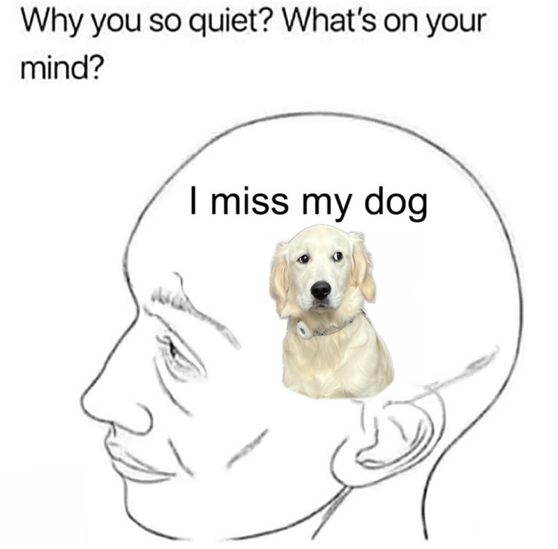Why you so quiet? What's on your mind? I miss my dog
