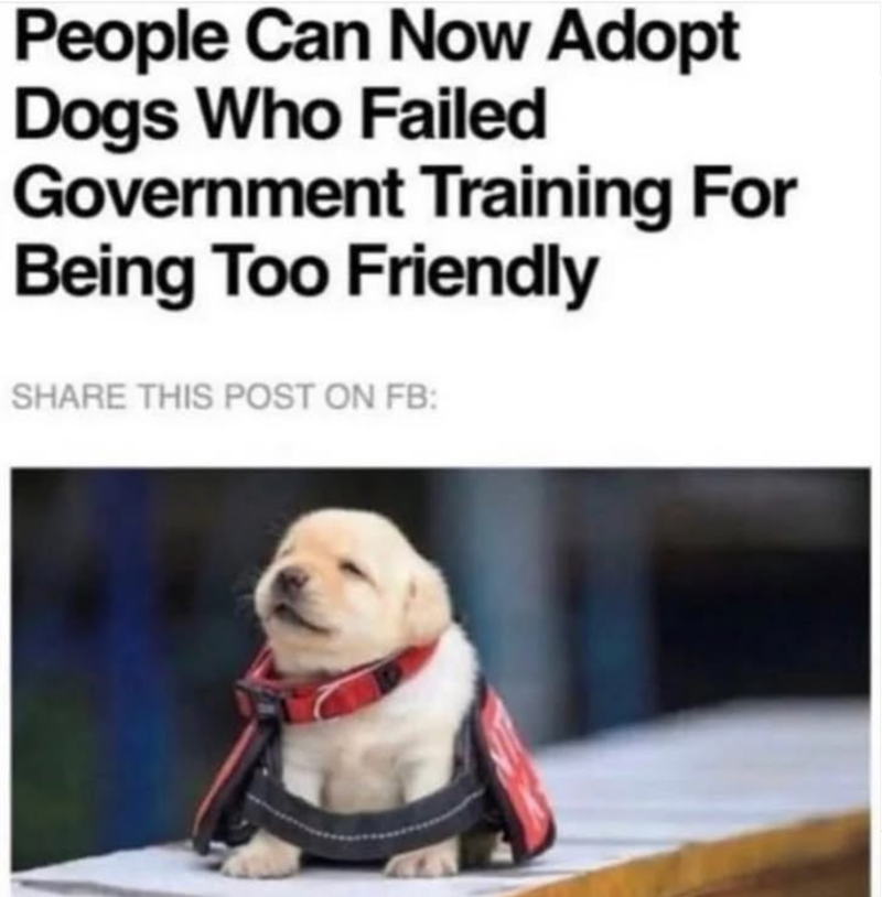 People Can Now Adopt Dogs Who Failed Government Training For Being Too Friendly SHARE THIS POST ON FB: