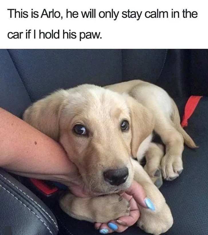 This is Arlo, he will only stay calm in the car if I hold his paw.