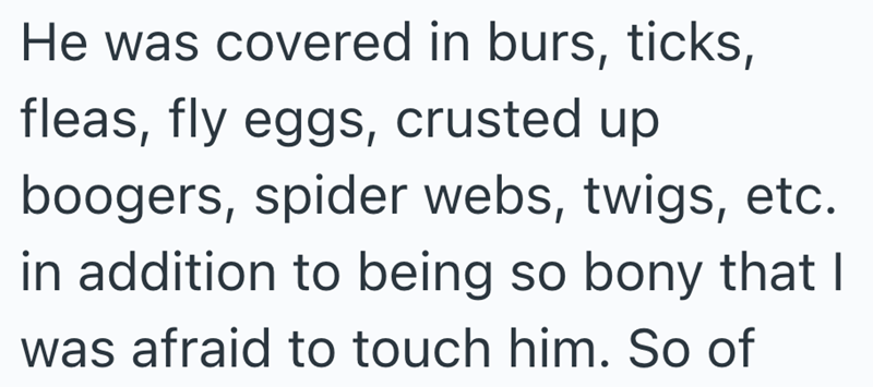 He was covered in burs, ticks, fleas, fly eggs, crusted up boogers, spider webs, twigs, etc. in addition to being so bony that I was afraid to touch him. So of