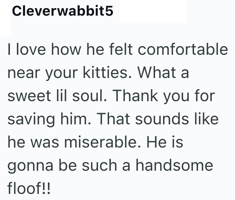 Cleverwabbit5 I love how he felt comfortable near your kitties. What a sweet lil soul. Thank you for saving him. That sounds like he was miserable. He is gonna be such a handsome floof!!