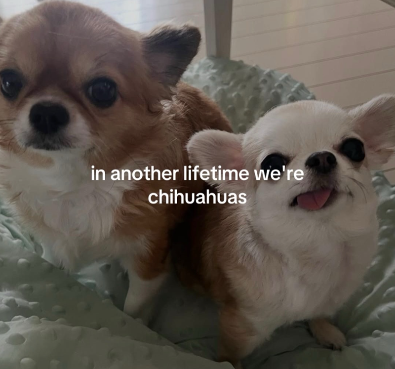 in another lifetime we're chihuahuas