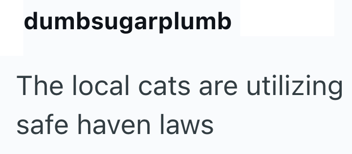 dumbsugarplumb The local cats are utilizing safe haven laws
