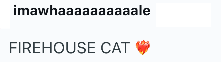 imawhaaaaaaaaaale FIREHOUSE CAT