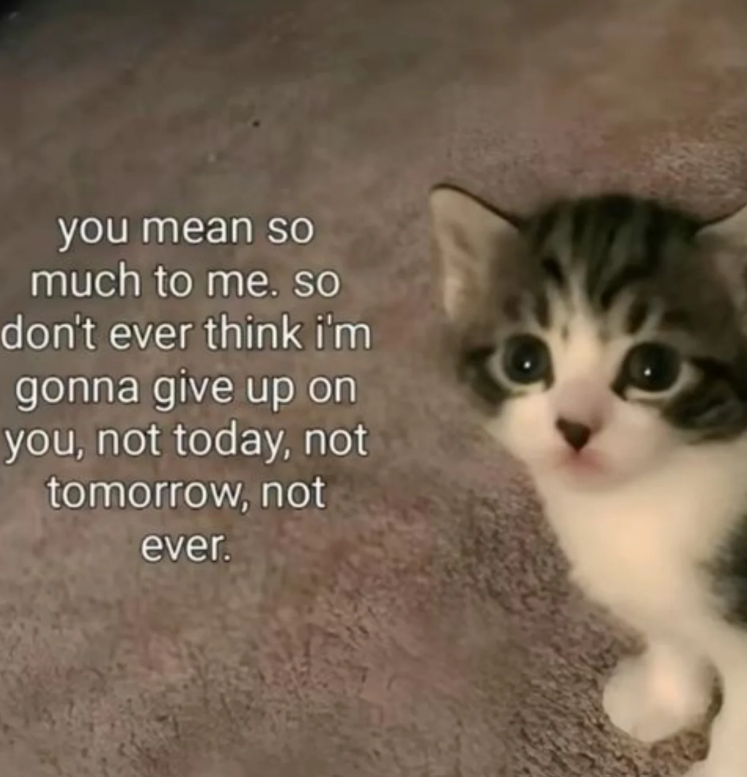 you mean so much to me. so don't ever think i'm gonna give up on you, not today, not tomorrow, not ever.