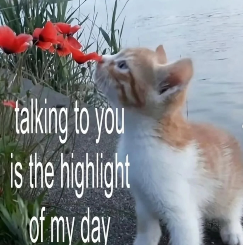 talking to you is the highlight of my day