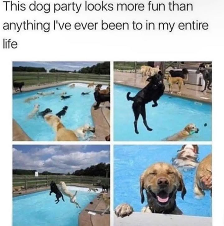 This dog party looks more fun than anything I've ever been to in my entire life
