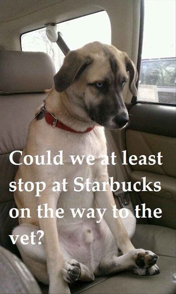 Could we at least stop at Starbucks on the way to the vet?