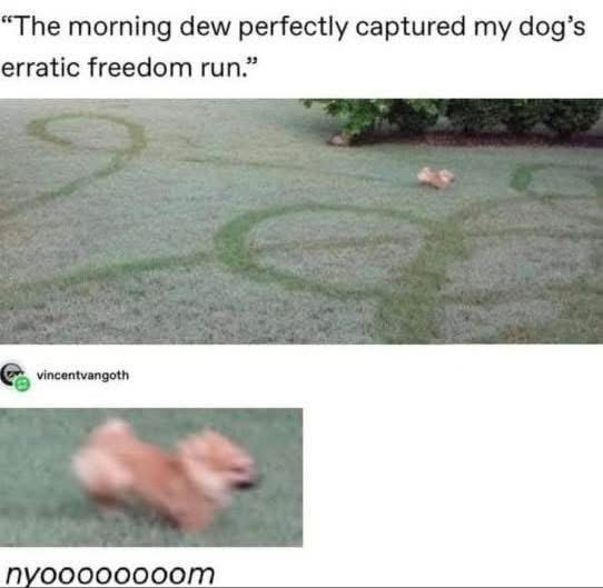 "The morning dew perfectly captured my dog's erratic freedom run." vincentvangoth nyoooooooom