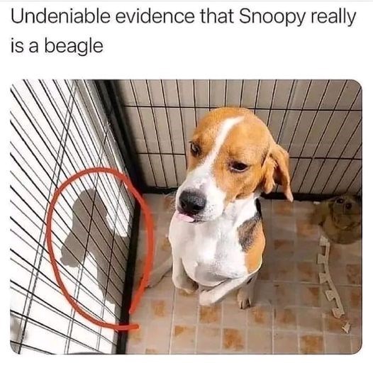 Undeniable evidence that Snoopy really is a beagle