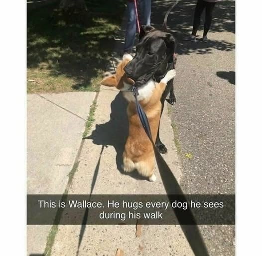 This is Wallace. He hugs every dog he sees during his walk