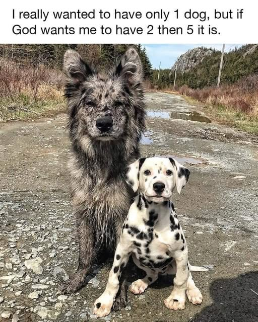 I really wanted to have only 1 dog, but if God wants me to have 2 then 5 it is.