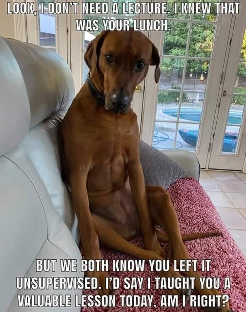 LOOK, I DON'T NEED A LECTURE. I KNEW THAT WAS YOUR LUNCH. BUT WE BOTH KNOW YOU LEFT IT UNSUPERVISED. I'D SAY I TAUGHT YOU A VALUABLE LESSON TODAY. AM I RIGHT?
