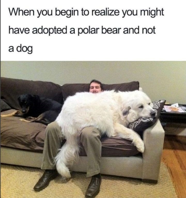 When you begin to realize you might have adopted a polar bear and not a dog