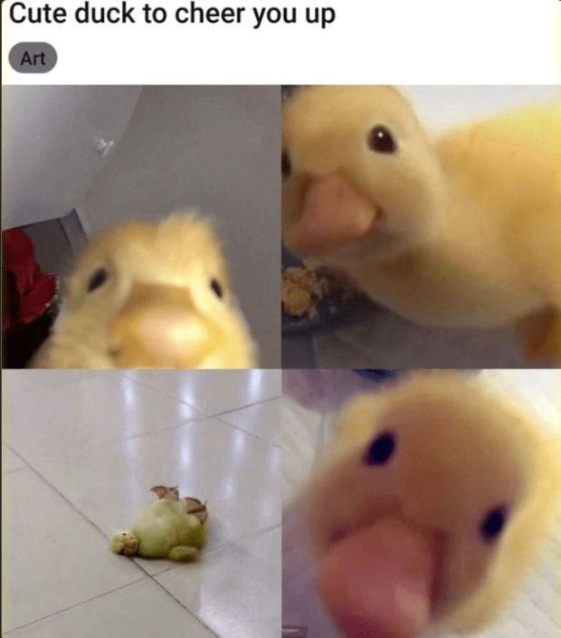 Cute duck to cheer you up Art