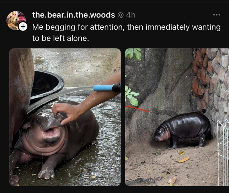 the.bear.in.the.woods 4h Me begging for attention, then immediately wanting to be left alone.