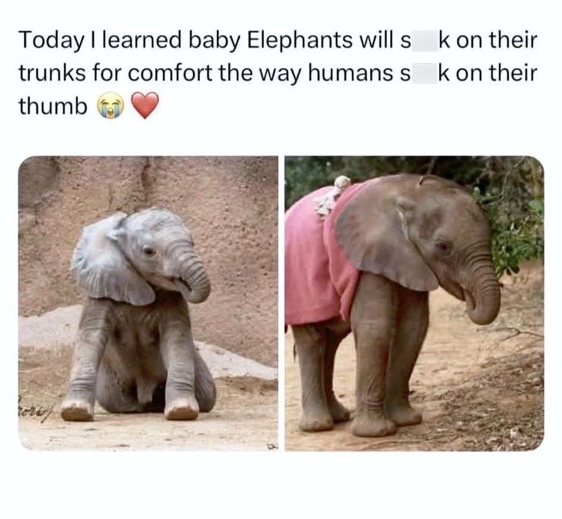 Today I learned baby Elephants will s trunks for comfort the way humans s thumb k on their k on their
