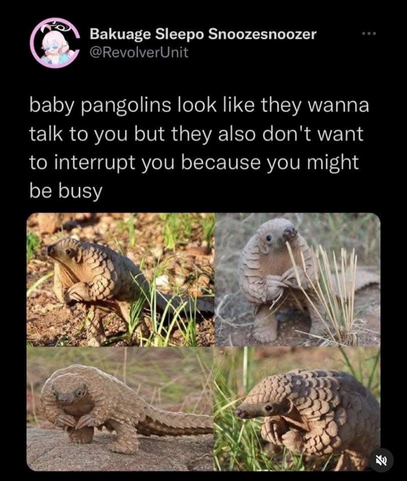 Bakuage Sleepo Snoozesnoozer @RevolverUnit baby pangolins look like they wanna talk to you but they also don't want to interrupt you because you might be busy