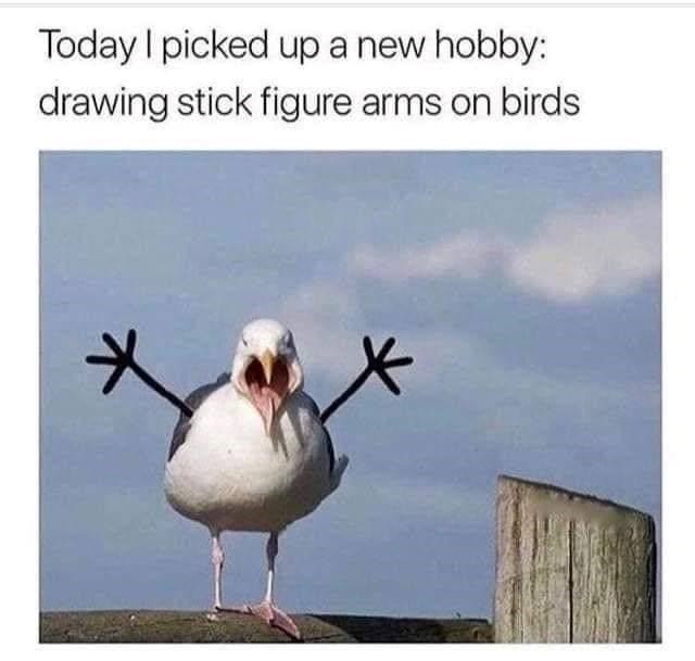Today I picked up a new hobby: drawing stick figure arms on birds