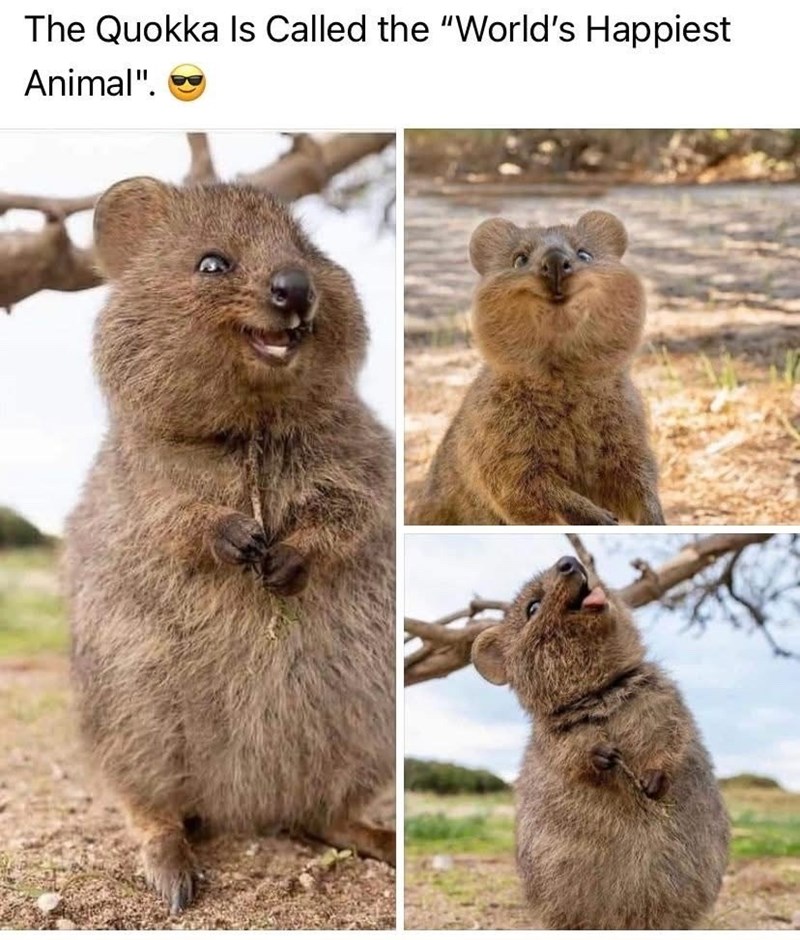 The Quokka Is Called the "World's Happiest Animal".