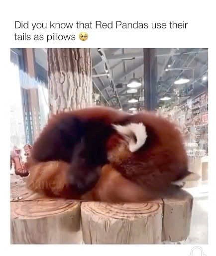 Did you know that Red Pandas use their tails as pillows