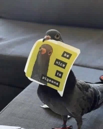 be nice to pigeons