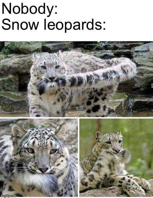 Nobody: Snow leopards: imglip.com