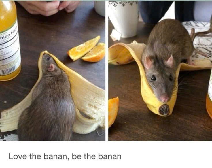 tion Fac Love the banan, be the banan