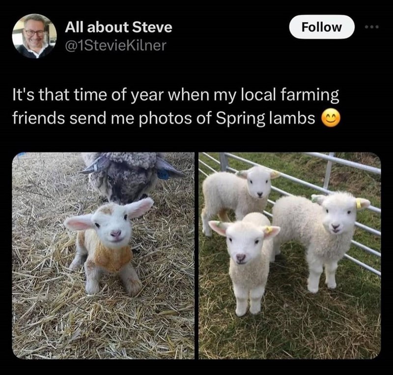 All about Steve @1StevieKilner Follow 800 It's that time of year when my local farming friends send me photos of Spring lambs
