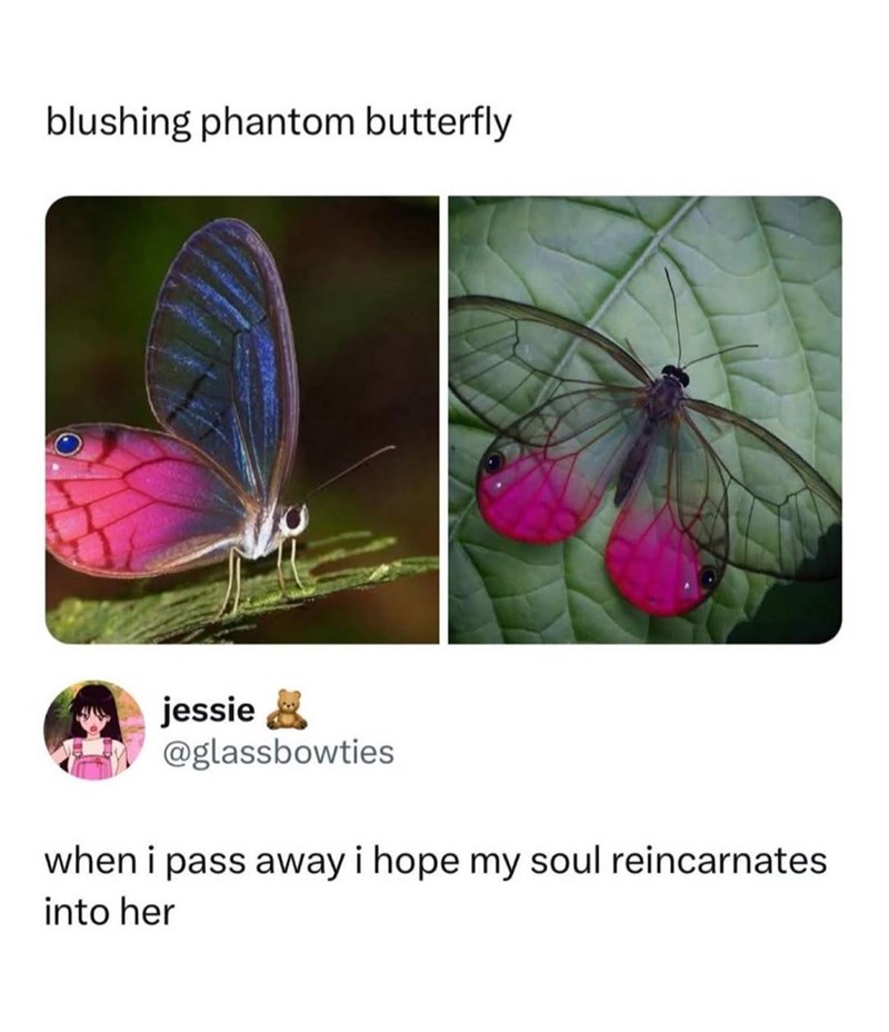 blushing phantom butterfly jessie & @glassbowties when i pass away i hope my soul reincarnates into her