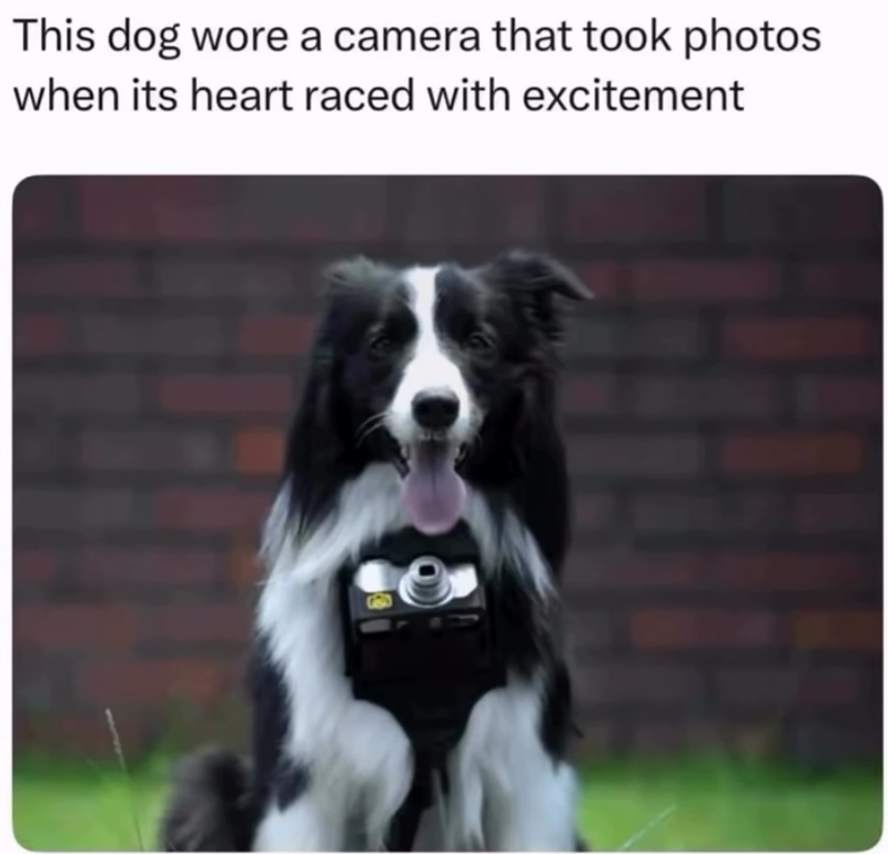 This dog wore a camera that took photos when its heart raced with excitement