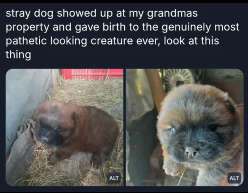 stray dog showed up at my grandmas property and gave birth to the genuinely most pathetic looking creature ever, look at this thing ALT ALT