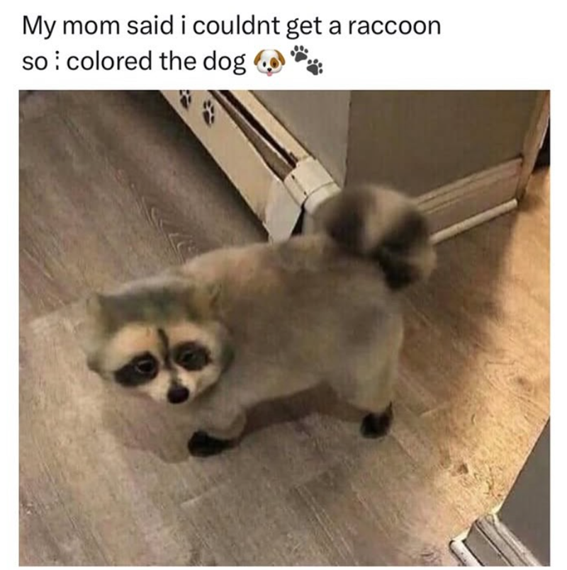 My mom said i couldnt get a raccoon so colored the dog