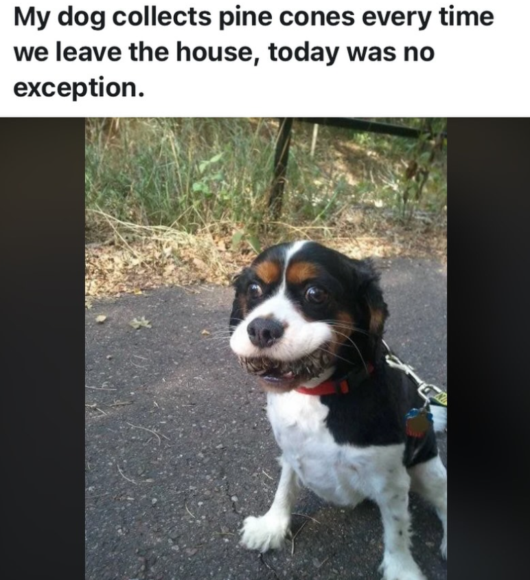 My dog collects pine cones every time we leave the house, today was no exception.