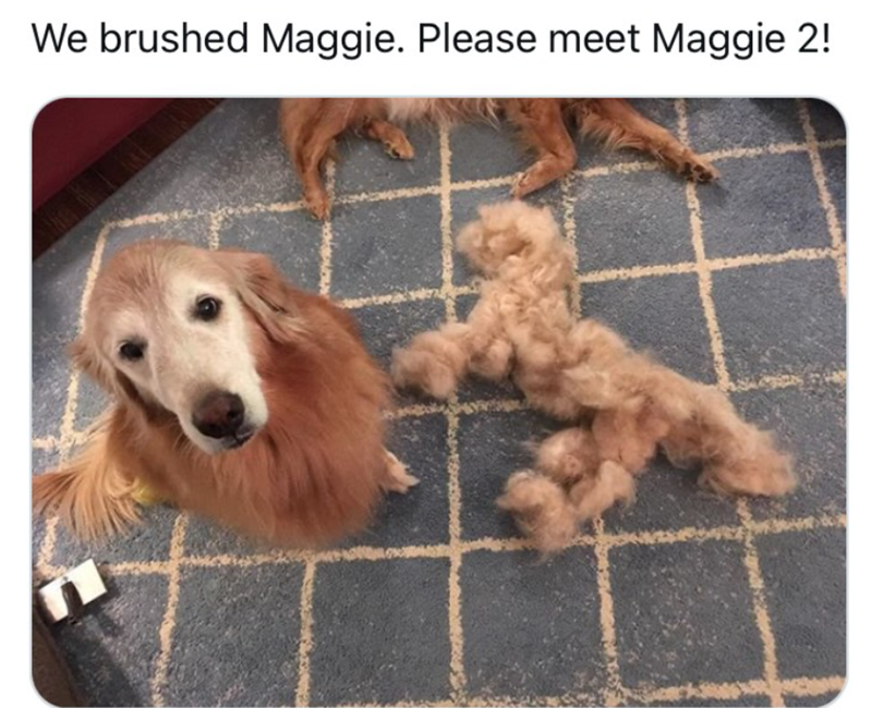 We brushed Maggie. Please meet Maggie 2!