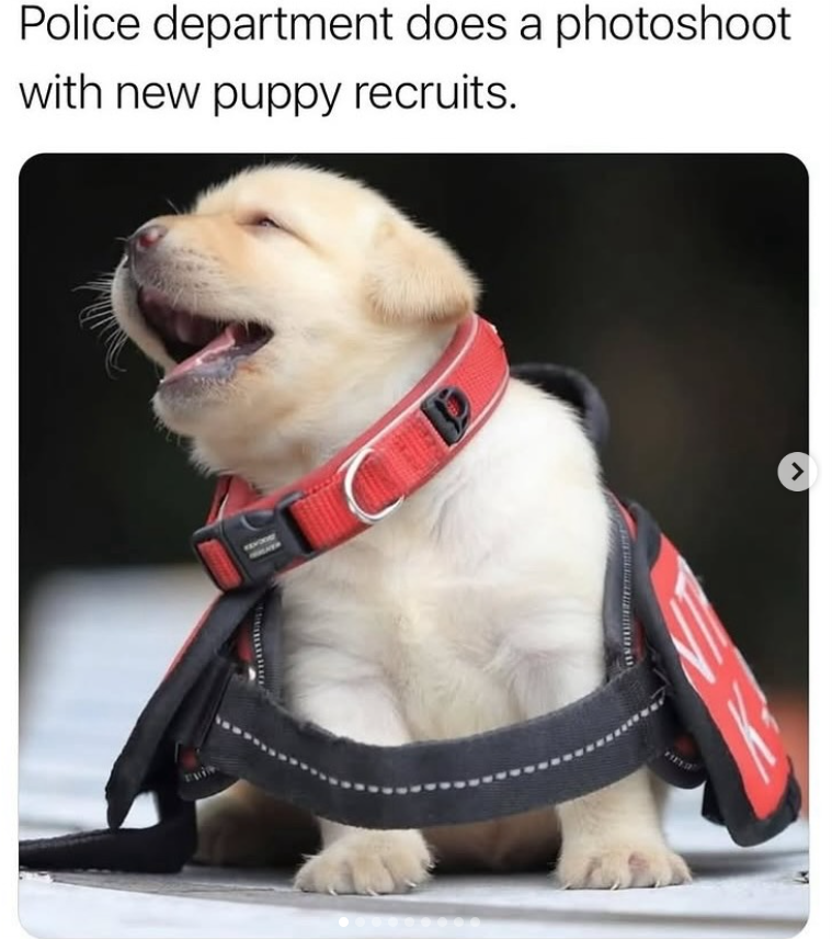 Police department does a photoshoot with new puppy recruits.