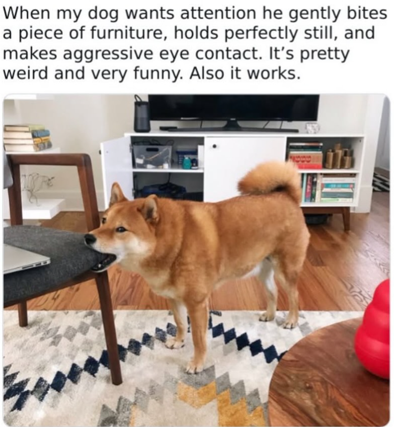When my dog wants attention he gently bites a piece of furniture, holds perfectly still, and makes aggressive eye contact. It's pretty weird and very funny. Also it works.
