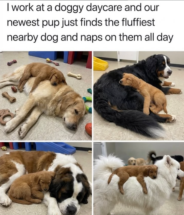 I work at a doggy daycare and our newest pup just finds the fluffiest nearby dog and naps on them all day