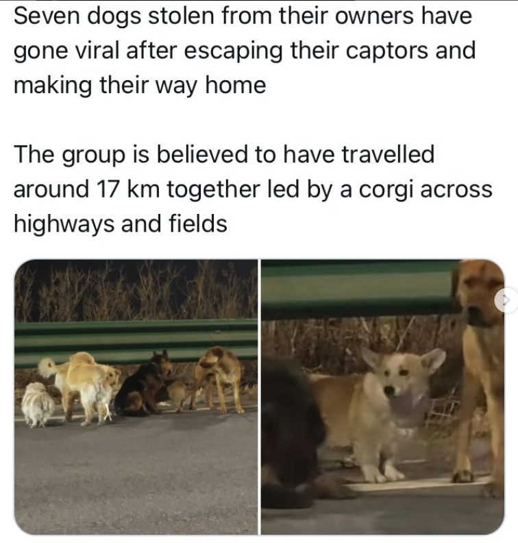 Seven dogs stolen from their owners have gone viral after escaping their captors and making their way home The group is believed to have travelled around 17 km together led by a corgi across highways and fields
