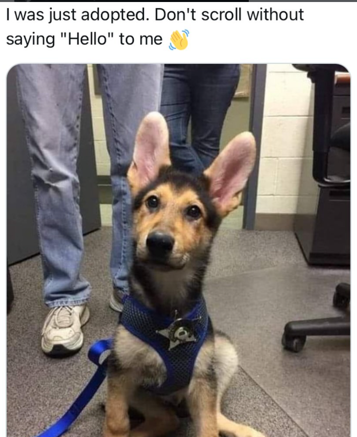 I was just adopted. Don't scroll without saying "Hello" to me