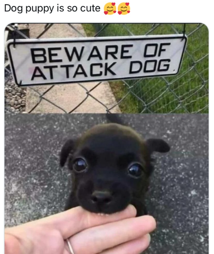 Dog puppy is so cute BEWARE OF ATTACK DOG