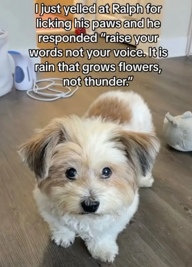 I just yelled at Ralph for licking his paws and he responded "raise your words not your voice. It is rain that grows flowers, not thunder."