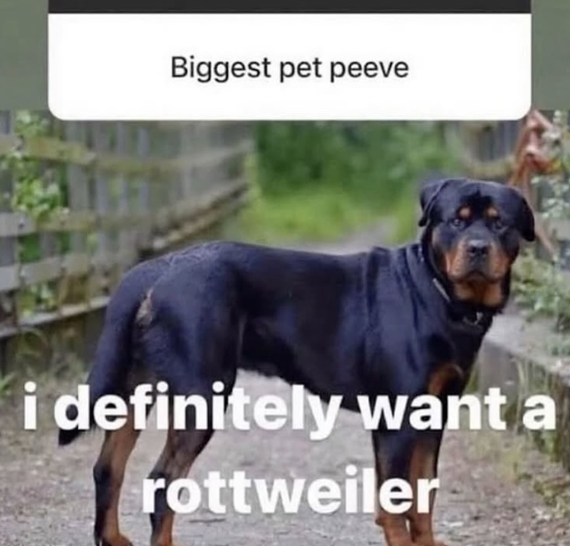 Biggest pet peeve i definitely want a rottweiler