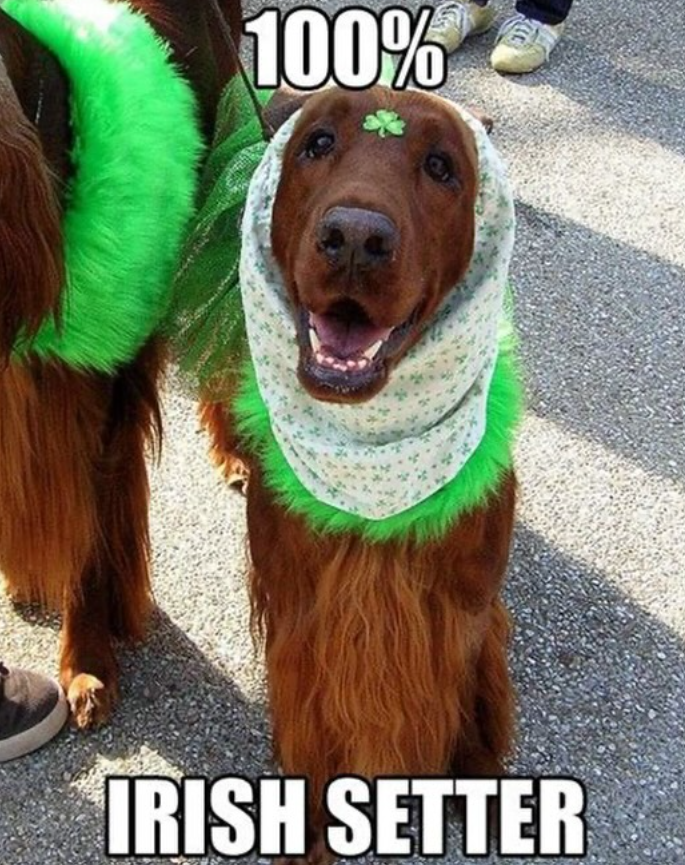 100% IRISH SETTER
