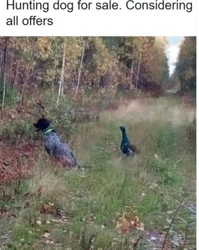 Hunting dog for sale. Considering all offers