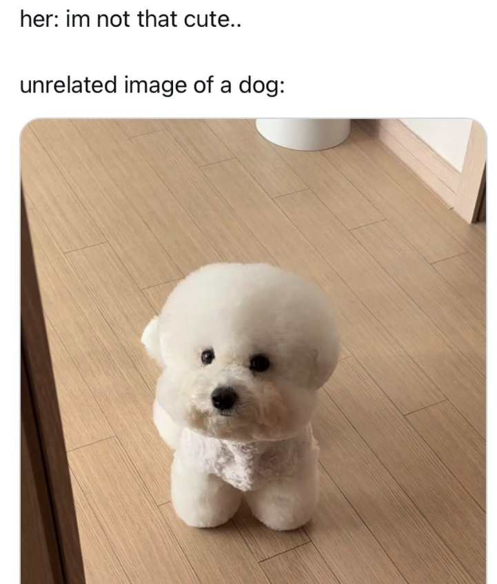 her: im not that cute.. unrelated image of a dog: