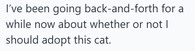 I've been going back-and-forth for a while now about whether or not I should adopt this cat.