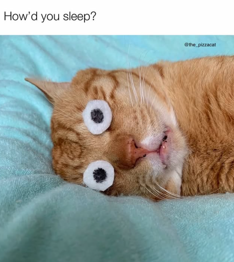 How'd you sleep? @the_pizzacat