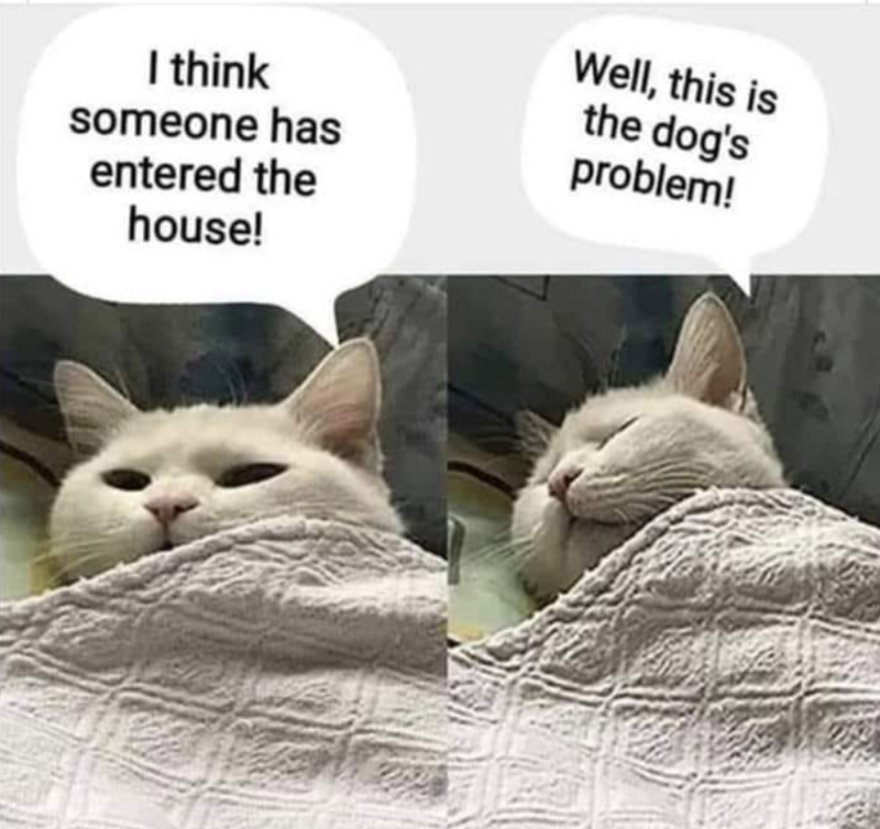 I think someone has entered the house! Well, this is the dog's problem!